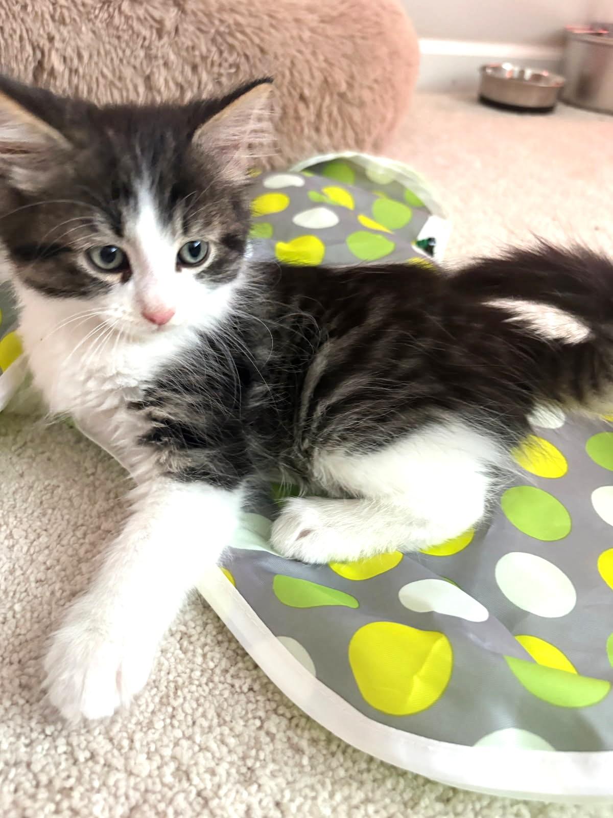 Fava (Bonded to Chickpea), an adopted mixed breed in Ypsilanti, MI image 4/5