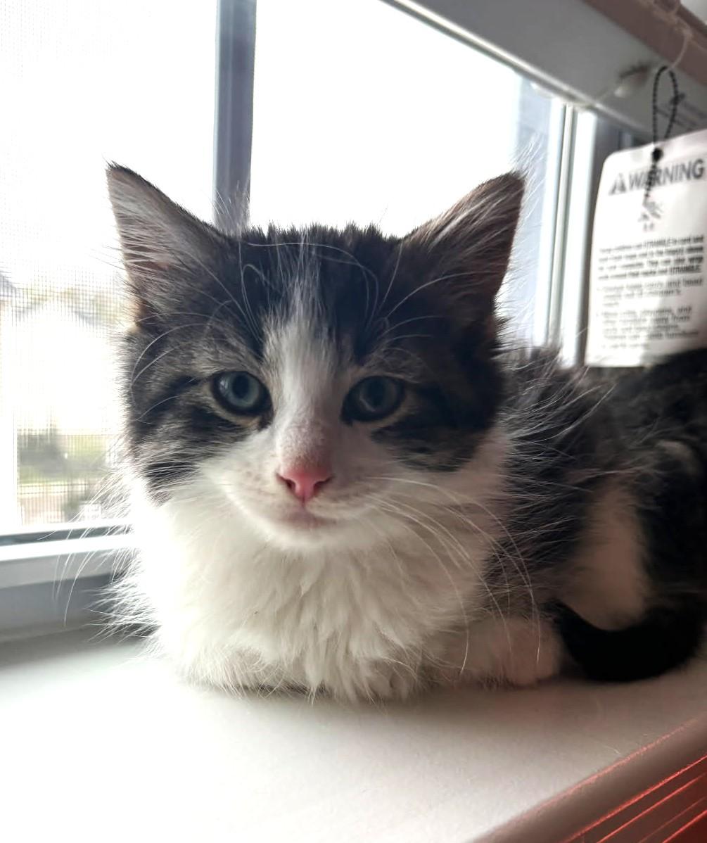 Fava (Bonded to Chickpea), an adopted mixed breed in Ypsilanti, MI image 3/5