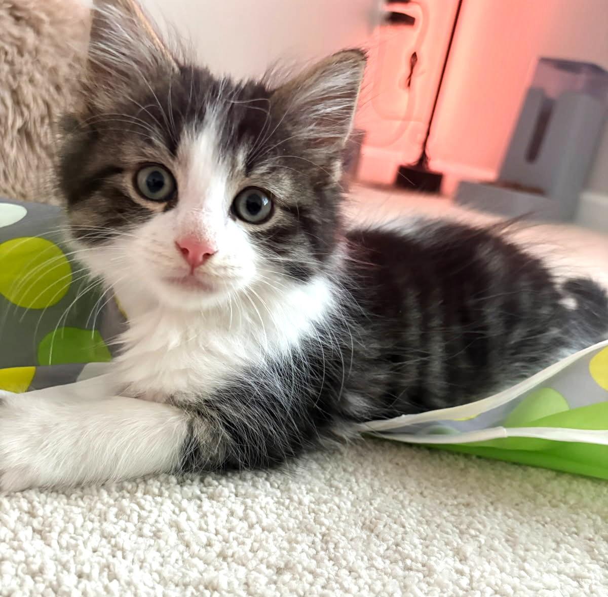 Fava (Bonded to Chickpea), ADOPTABLE, Kitten Male Maine Coon.