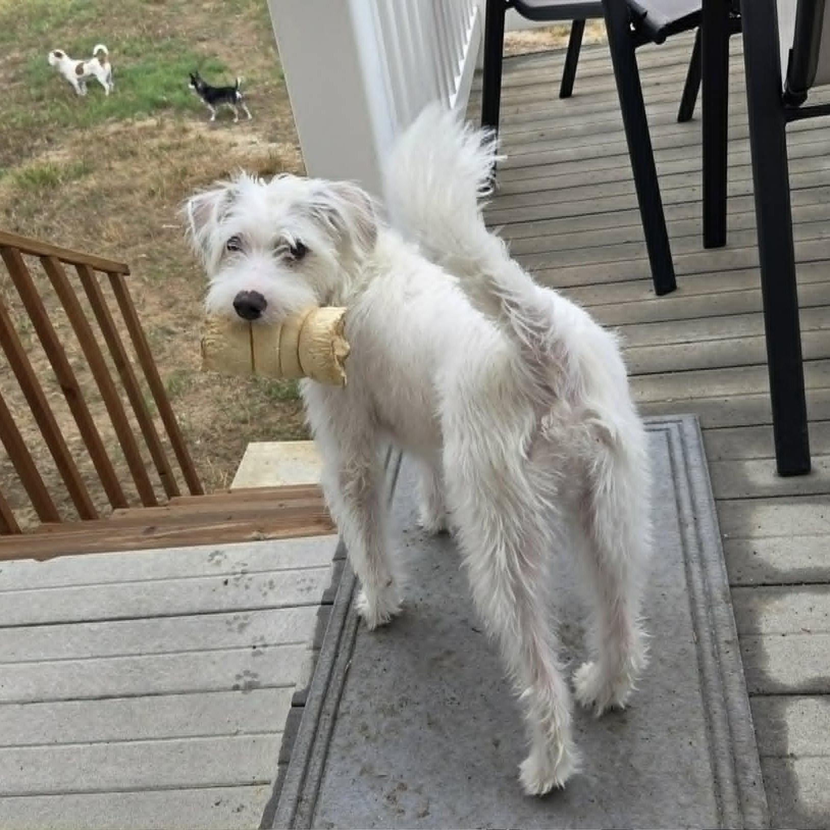 FINN (fka FEN), a Adoptable mixed breed in Loveland, CO image 5/6
