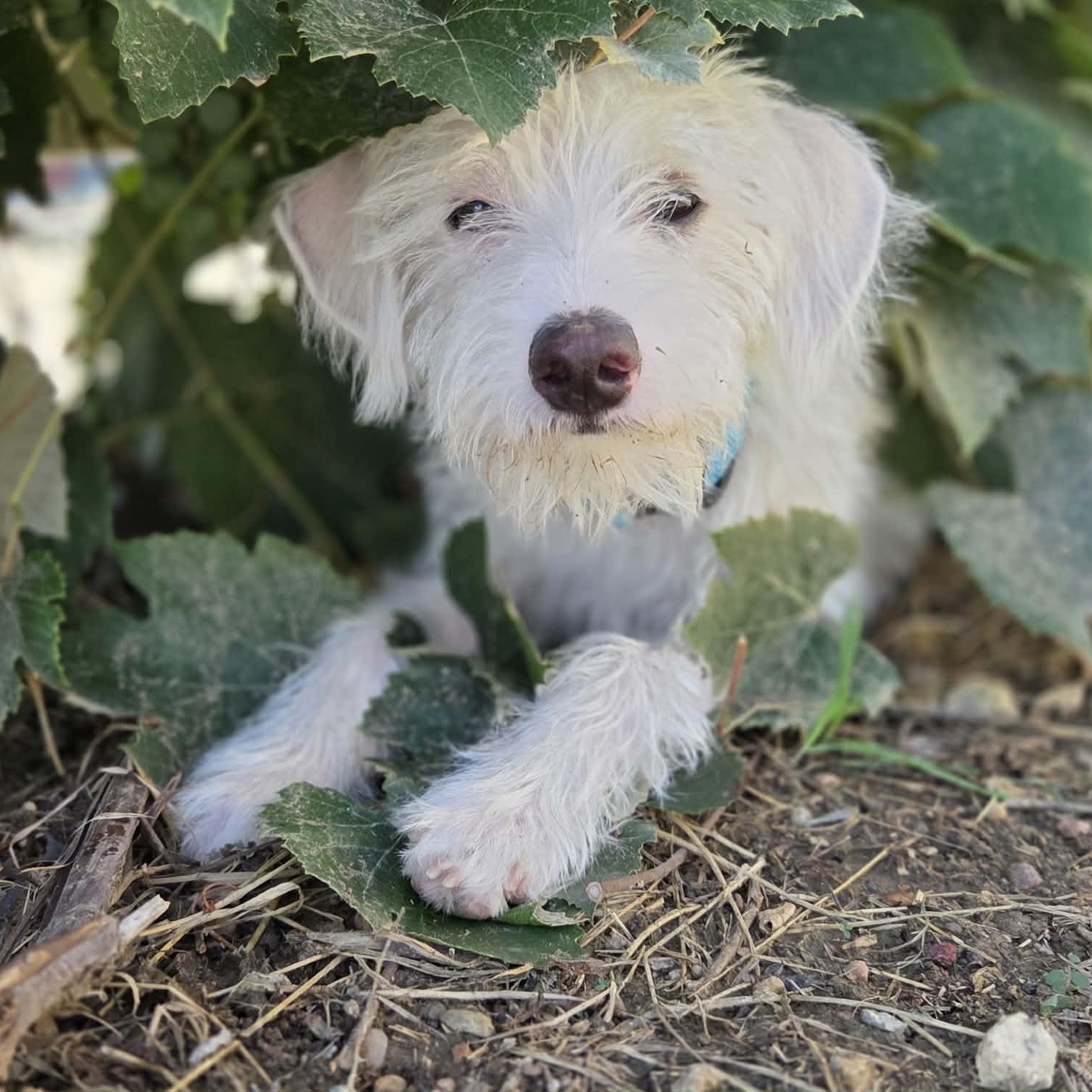 FINN (fka FEN), a Adoptable mixed breed in Loveland, CO image 1/6