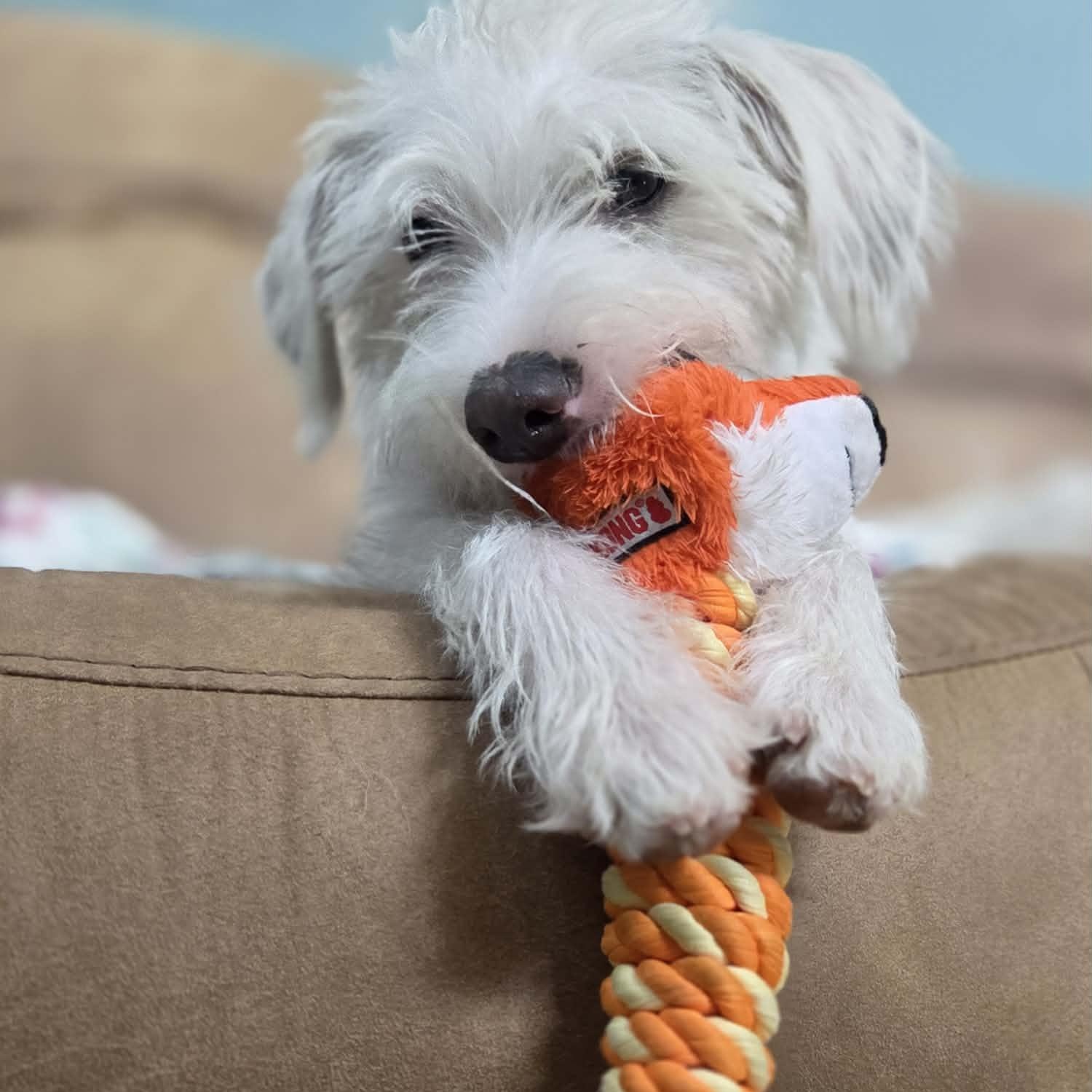 FINN (fka FEN), a Adoptable mixed breed in Loveland, CO image 2/6