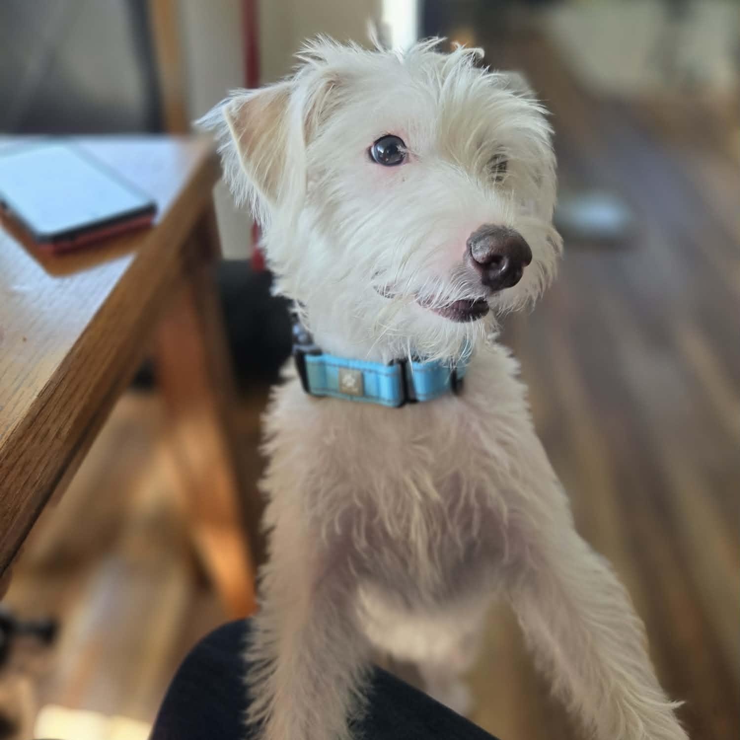 FINN (fka FEN), a Adoptable mixed breed in Loveland, CO image 3/6