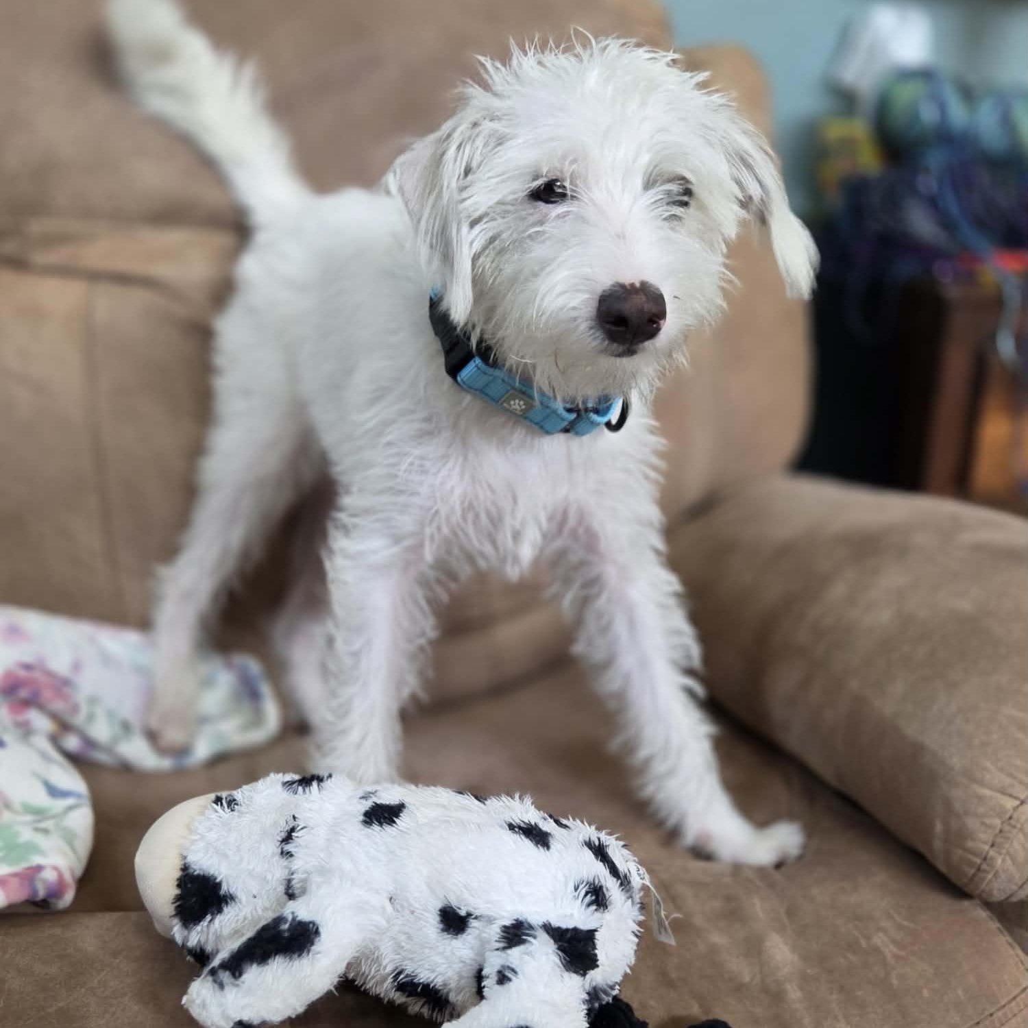 FINN (fka FEN), a Adoptable mixed breed in Loveland, CO image 4/6