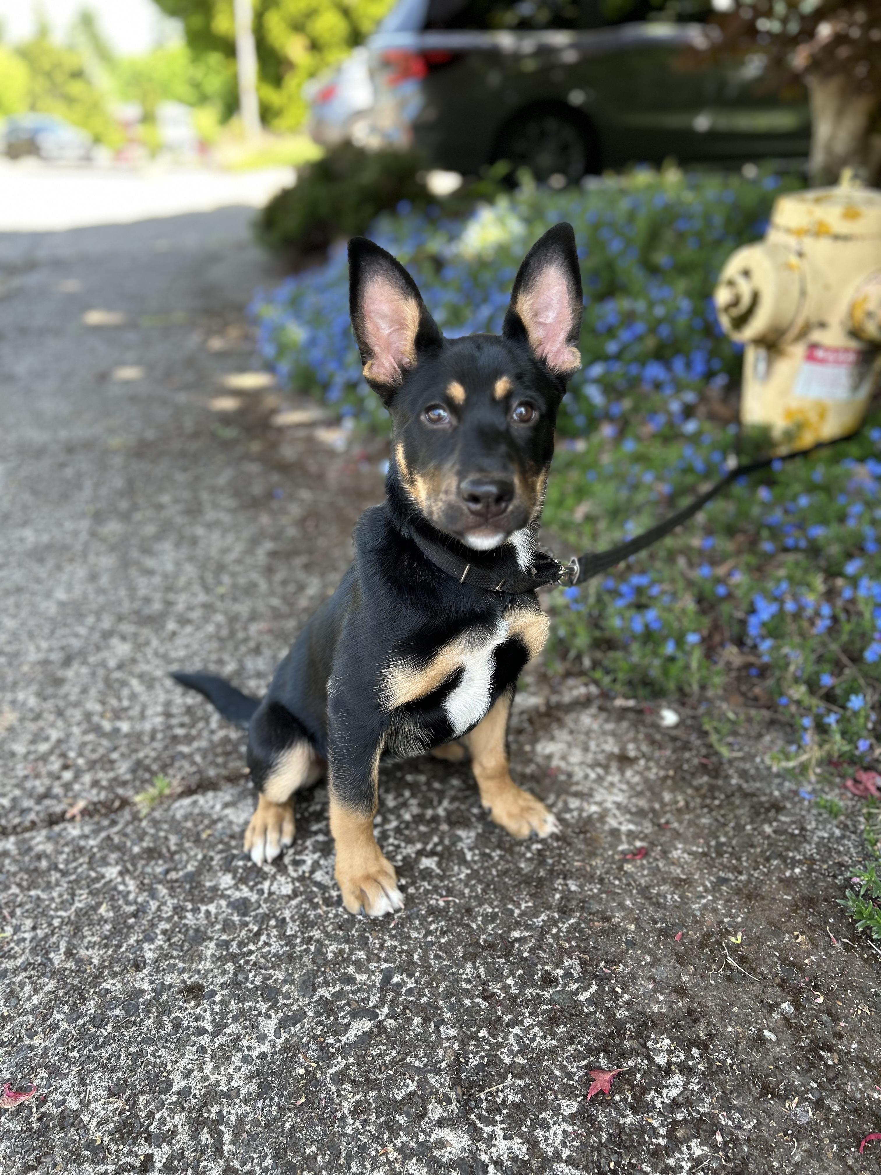 Mia, an adoptable German Shepherd Dog in Tigard, OR image 2/5