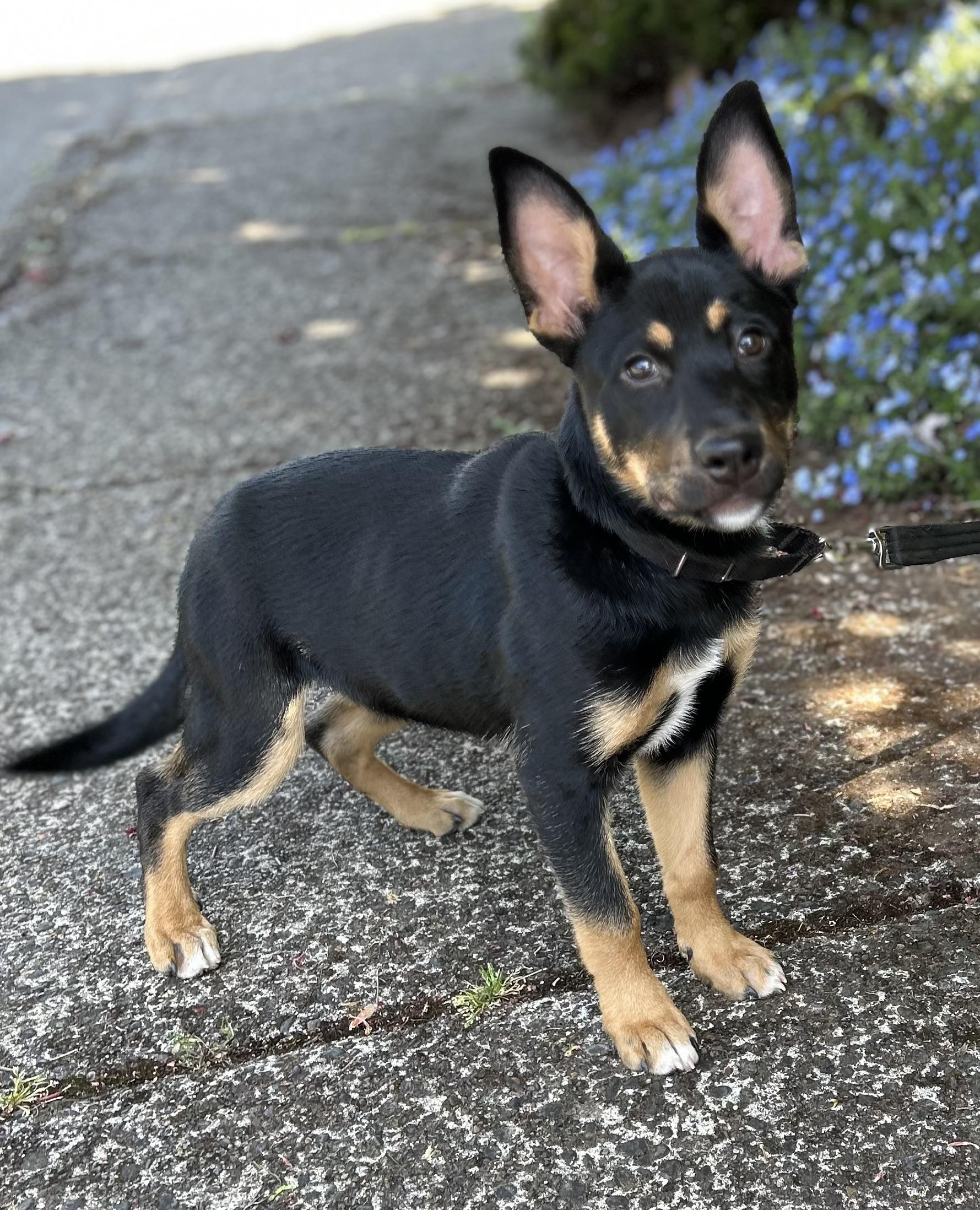 Mia, an adoptable German Shepherd Dog in Tigard, OR image 4/5
