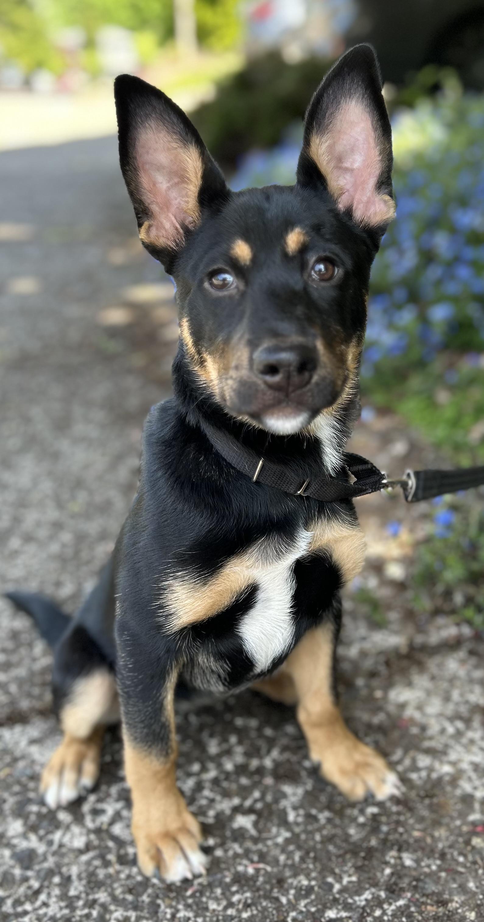 Mia, adoptable, Young Female German Shepherd Dog.
