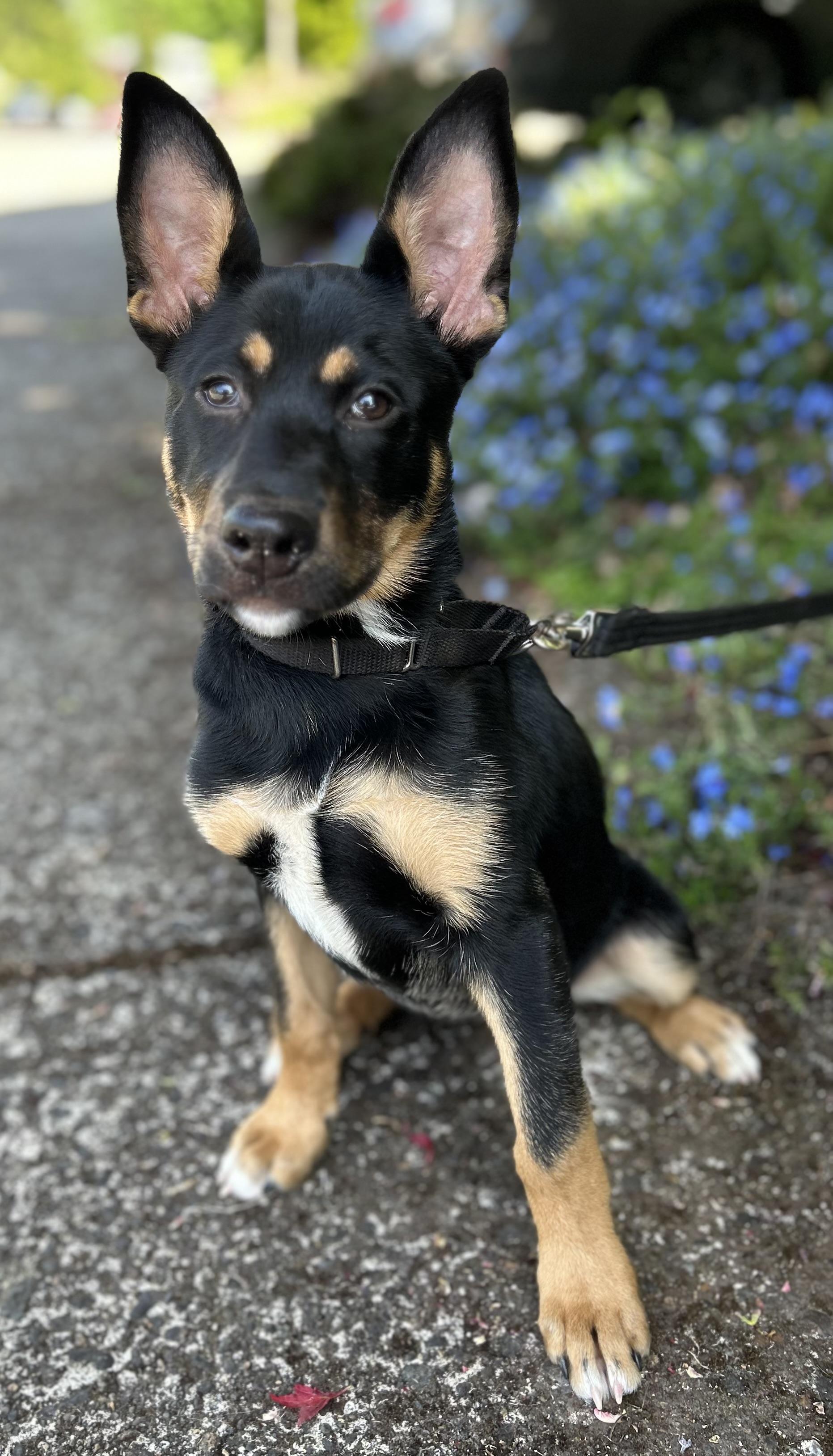 Mia, an adoptable German Shepherd Dog in Tigard, OR image 3/5