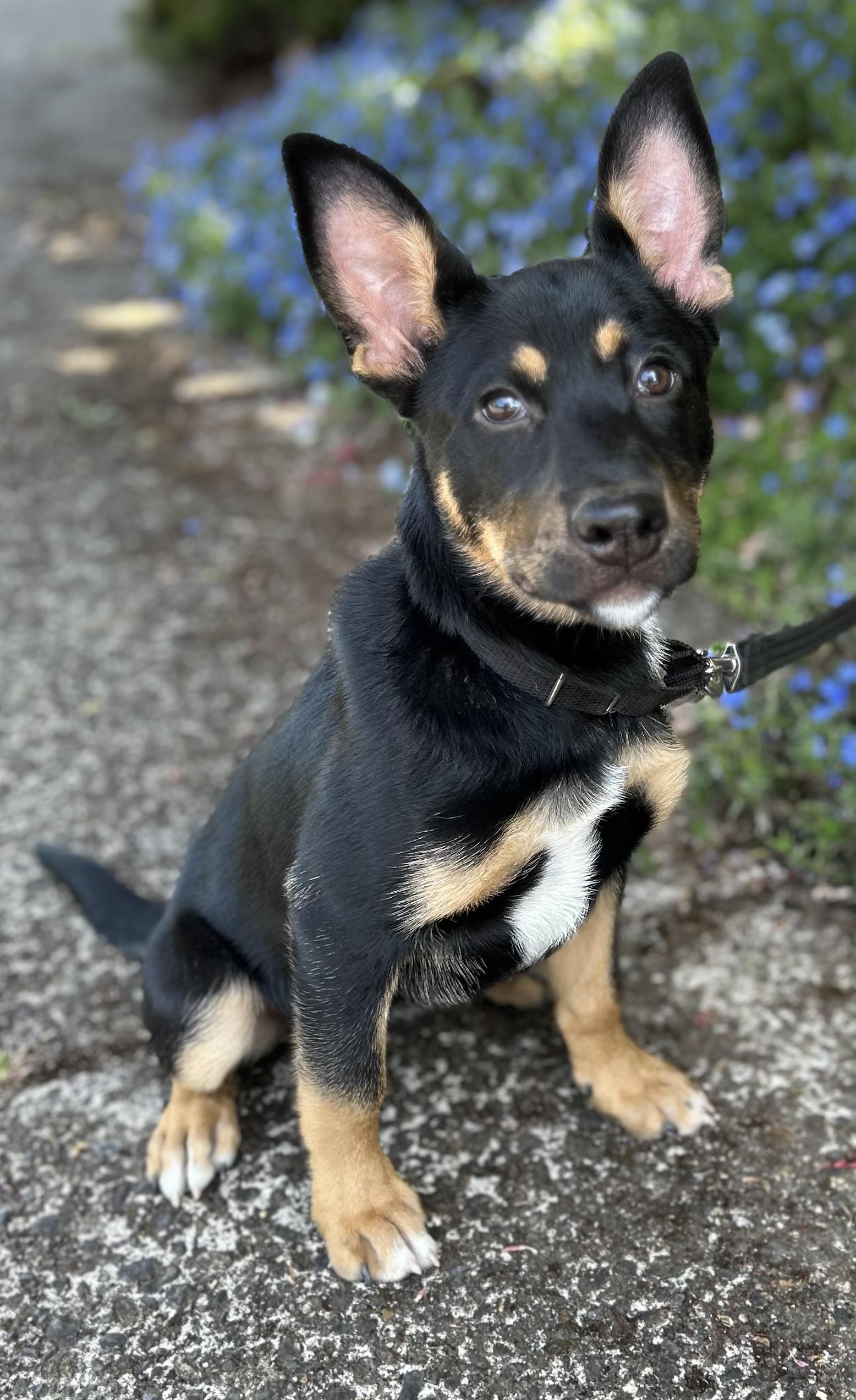 Mia, an adoptable German Shepherd Dog in Tigard, OR image 5/5