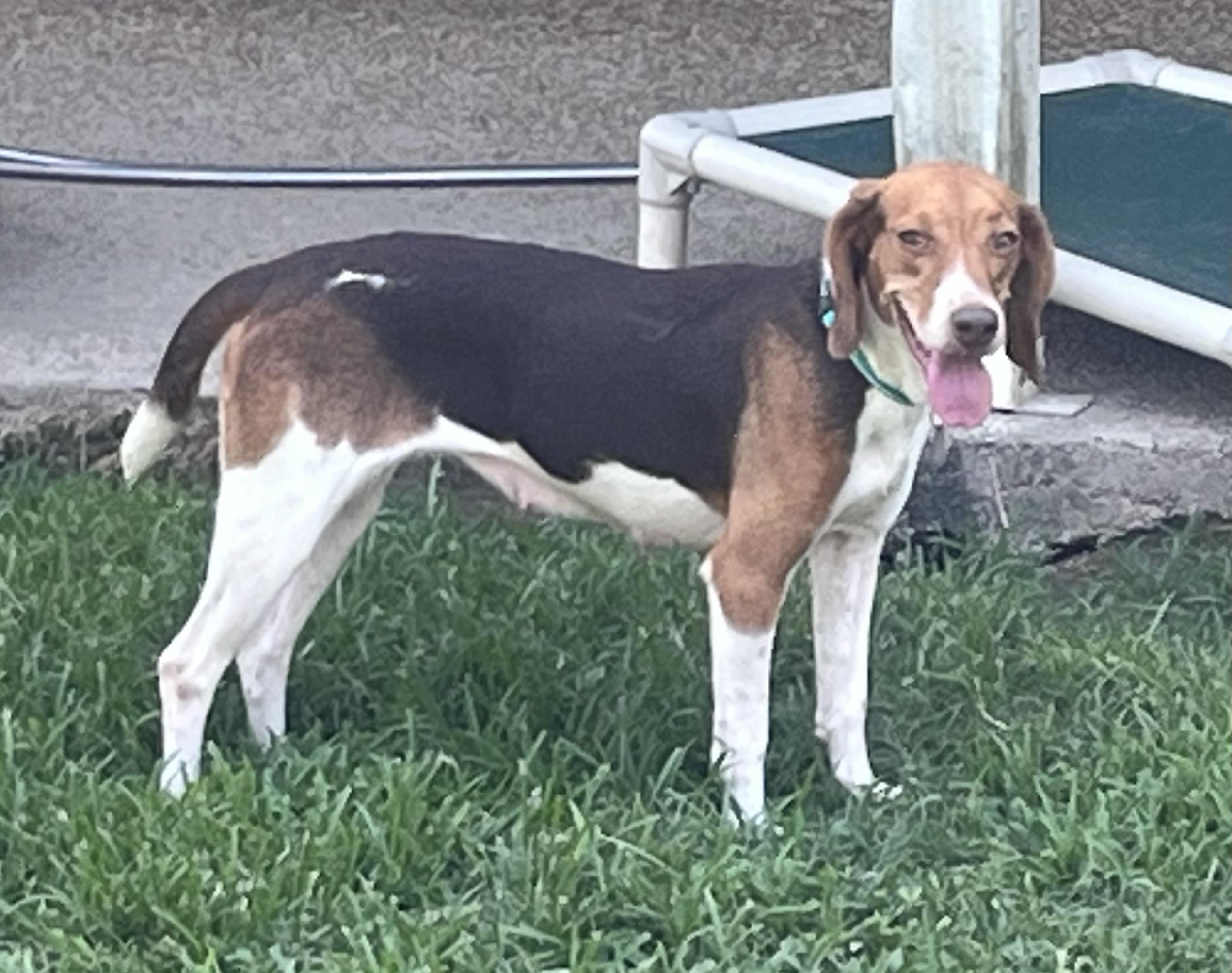 Enlarge Fern, a Adoptable Beagle in Prairieville, LA image 4/6