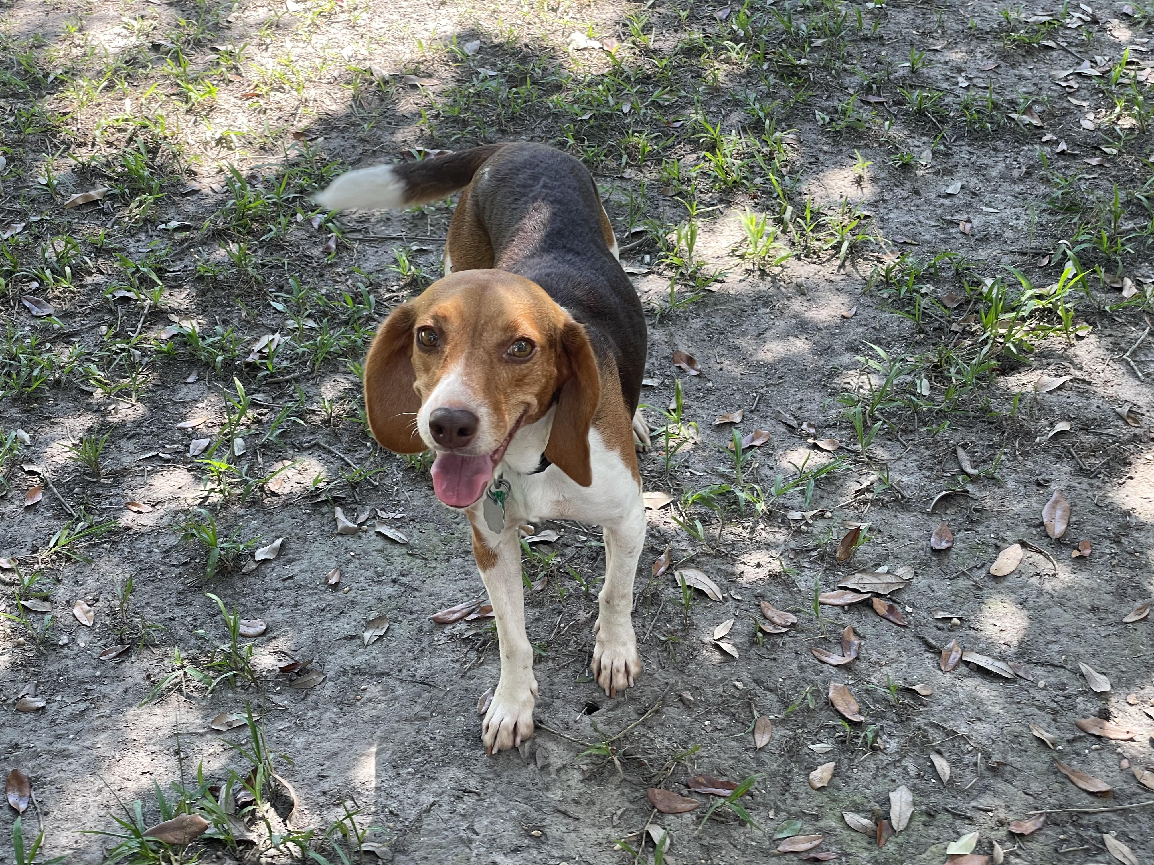 Enlarge Fern, a Adoptable Beagle in Prairieville, LA image 5/6