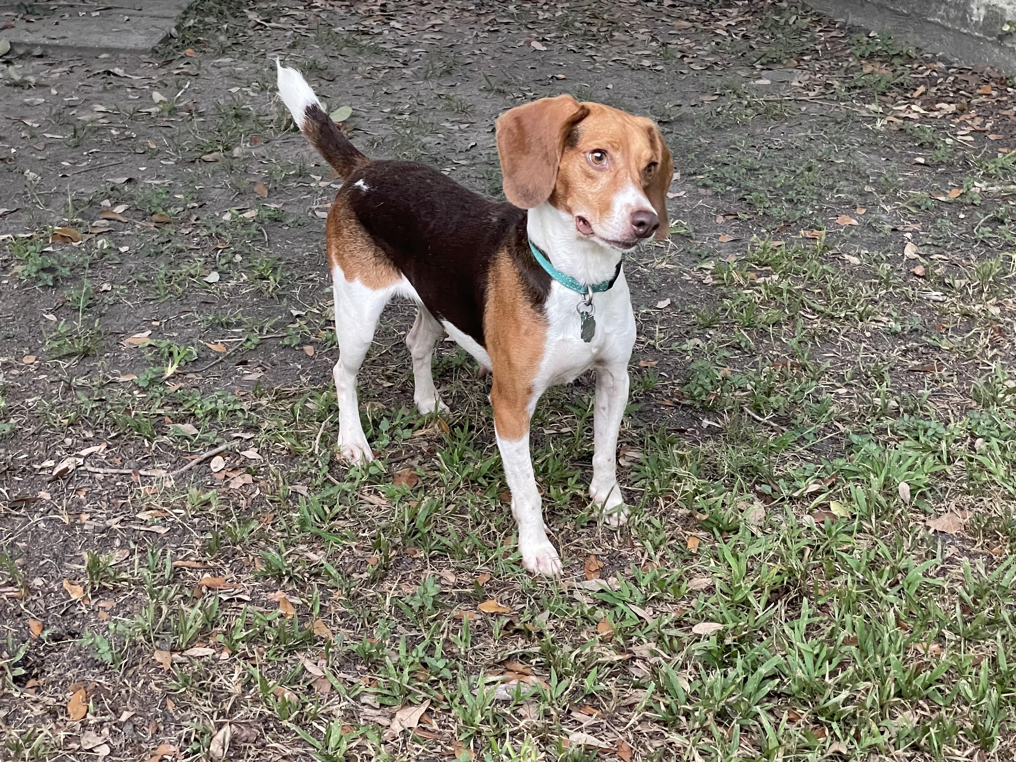 Enlarge Fern, a Adoptable Beagle in Prairieville, LA image 2/6