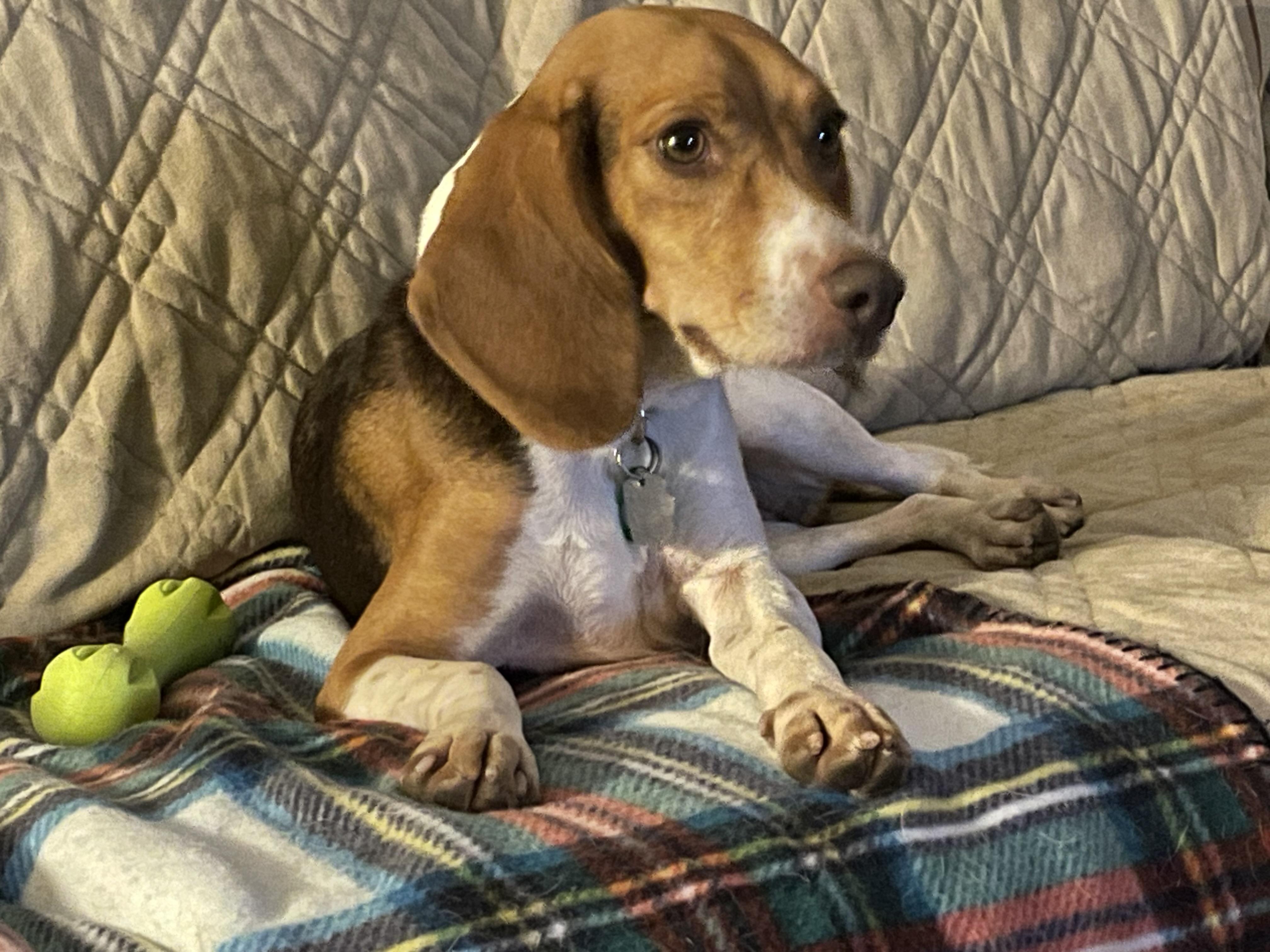 Enlarge Fern, a Adoptable Beagle in Prairieville, LA image 1/6
