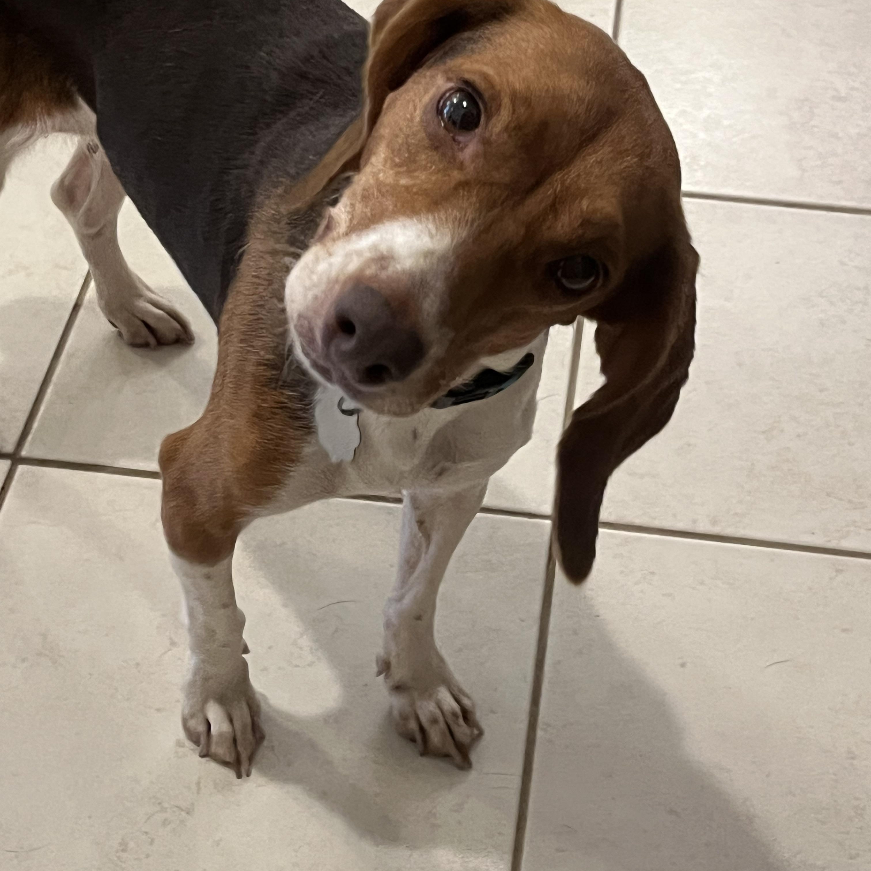 Enlarge Fern, a Adoptable Beagle in Prairieville, LA image 3/6