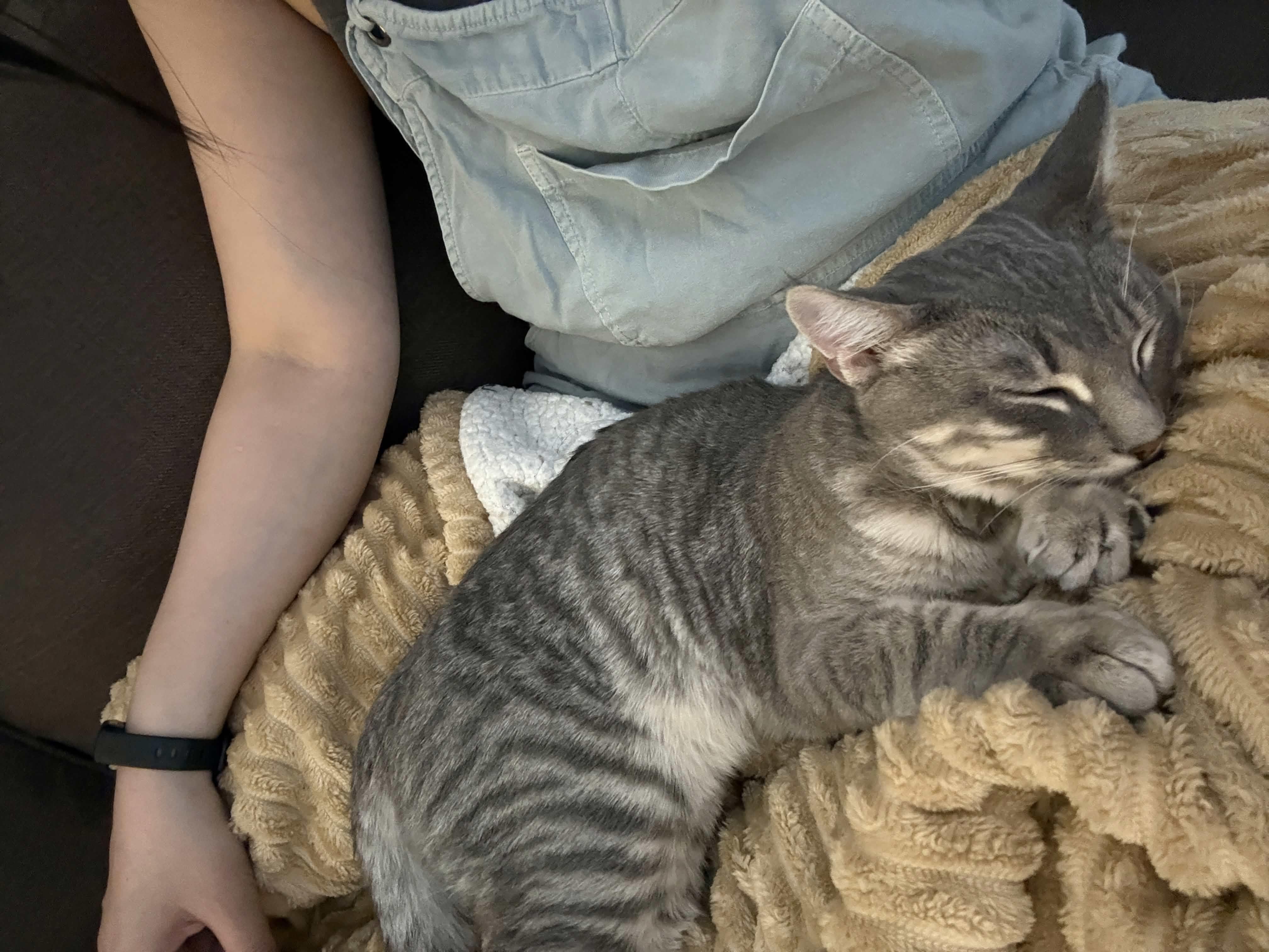 Cassius, a Adoptable Domestic Short Hair in Weehawken, NJ image 6/6