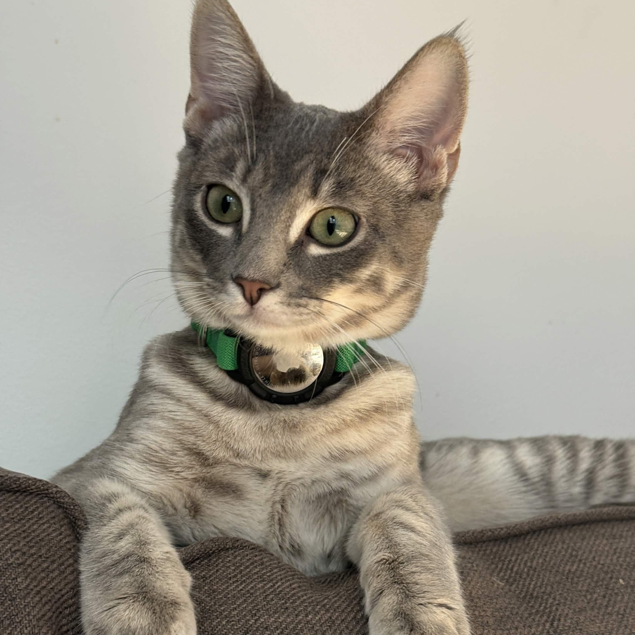 Cassius, a Adoptable Domestic Short Hair in Weehawken, NJ image 2/6