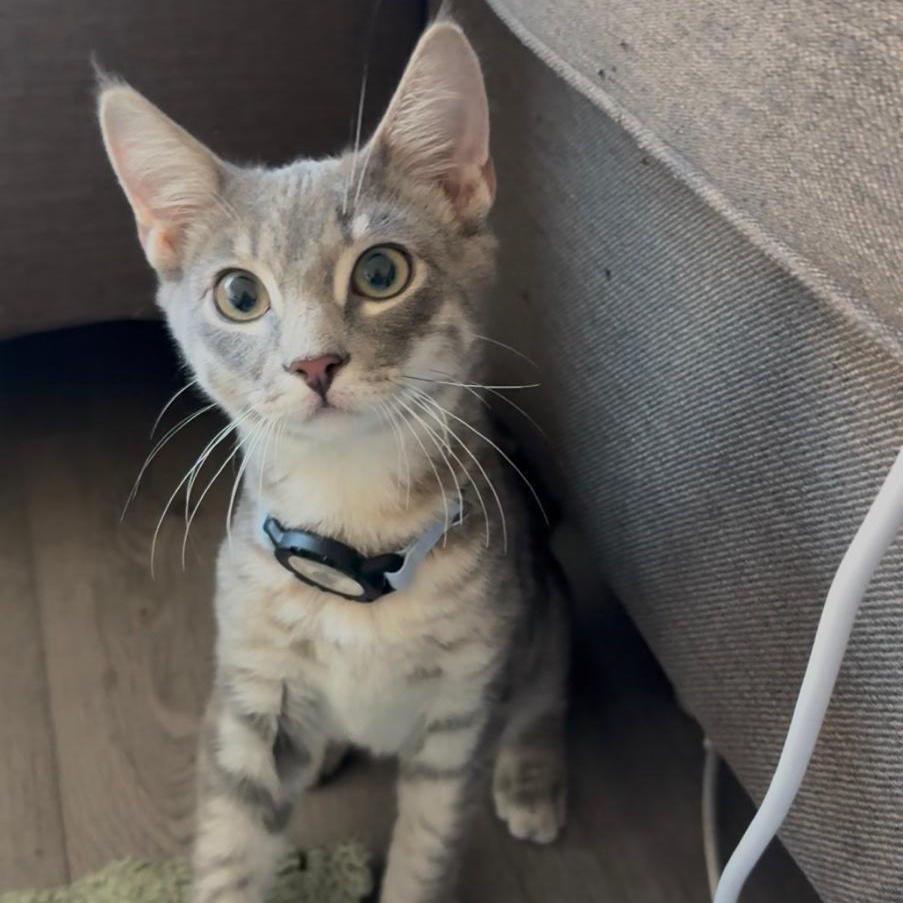 Cassius, a Adoptable Domestic Short Hair in Weehawken, NJ image 1/6
