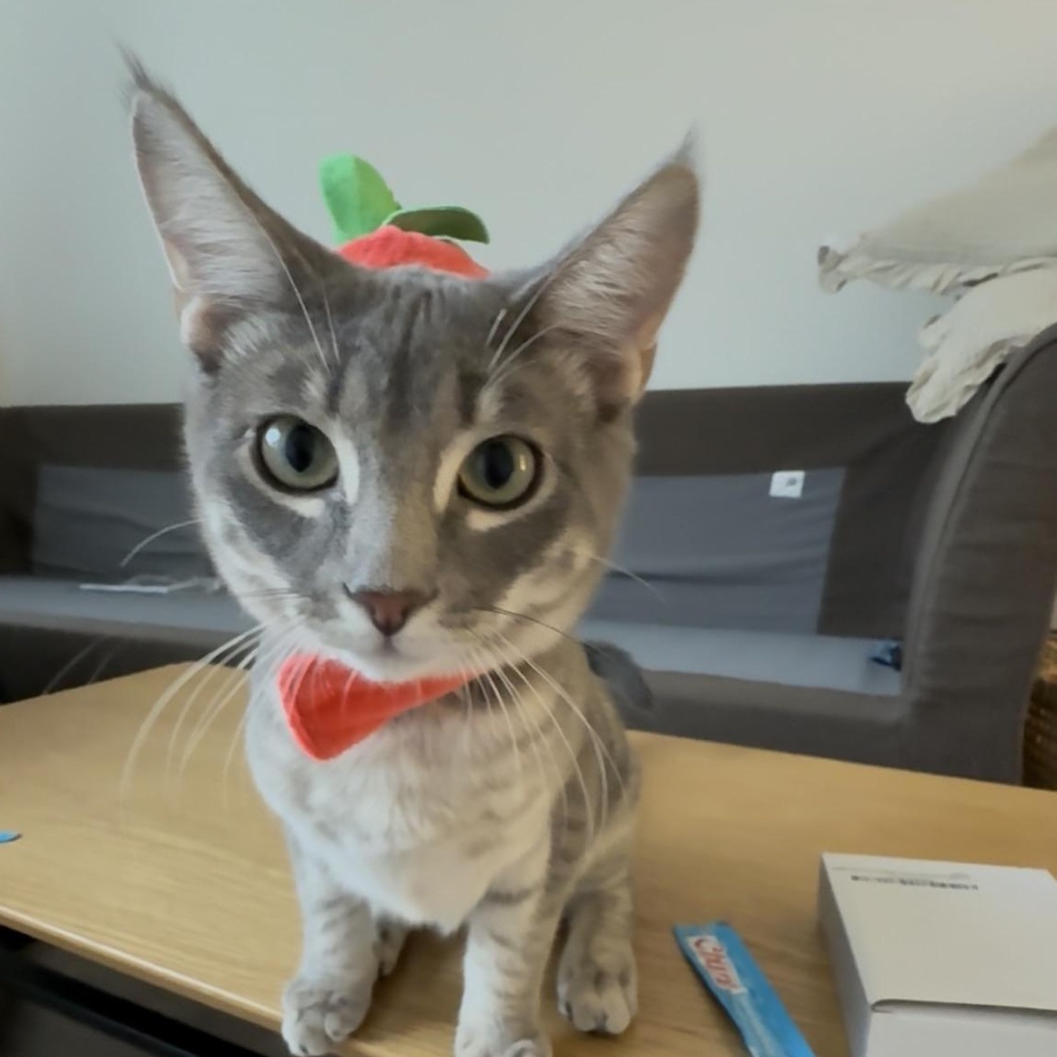 Cassius, a Adoptable Domestic Short Hair in Weehawken, NJ image 4/6