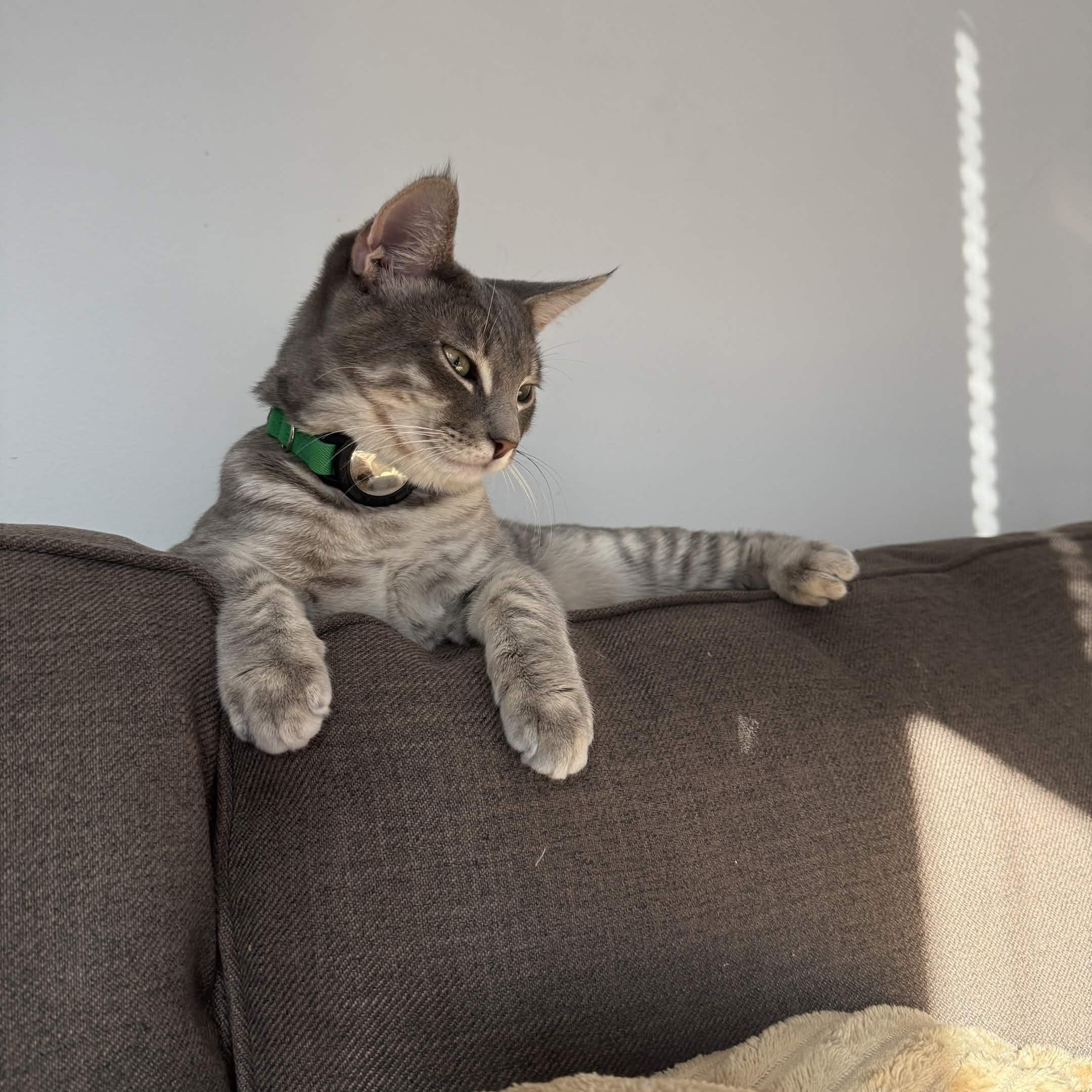 Cassius, a Adoptable Domestic Short Hair in Weehawken, NJ image 3/6