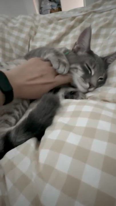 Enlarge Cassius, a Adoptable Domestic Short Hair in Weehawken, NJ video 5/6