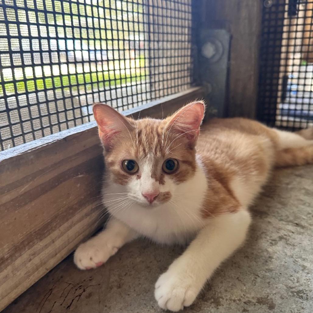 Enlarge Birdie, a Adoptable Domestic Medium Hair in Fulton, TX image 1/1