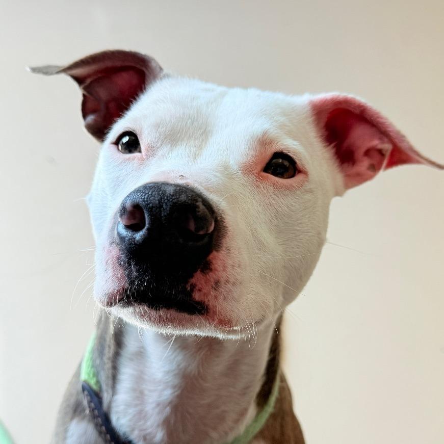 Enlarge "Missy", a Adoptable American Staffordshire Terrier in Perkiomenville, PA image 1/2