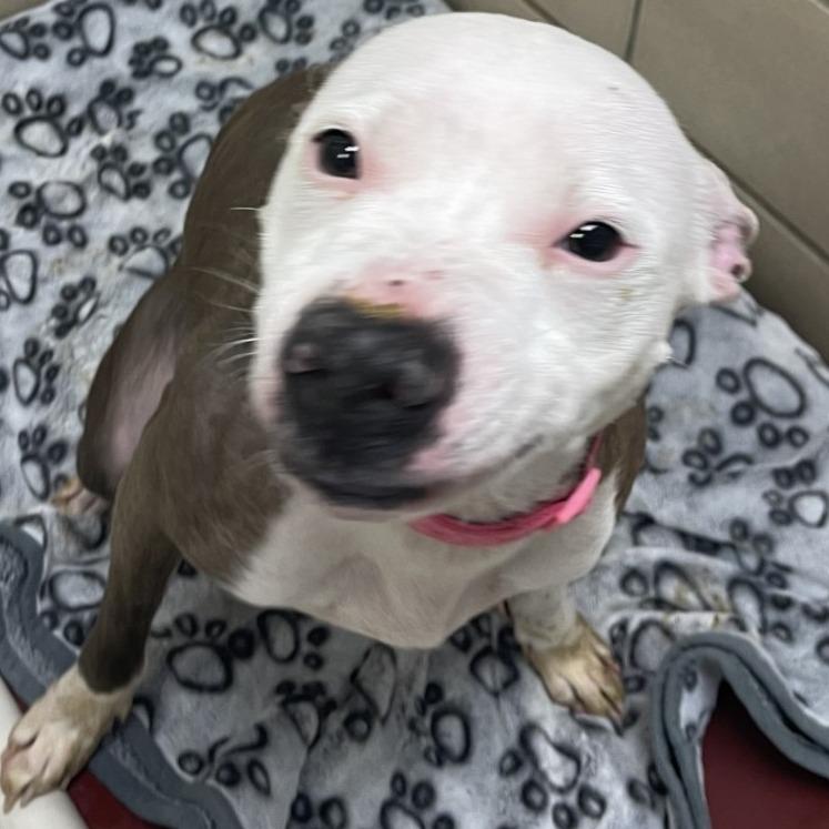 Enlarge "Missy", a Adoptable American Staffordshire Terrier in Perkiomenville, PA image 2/2