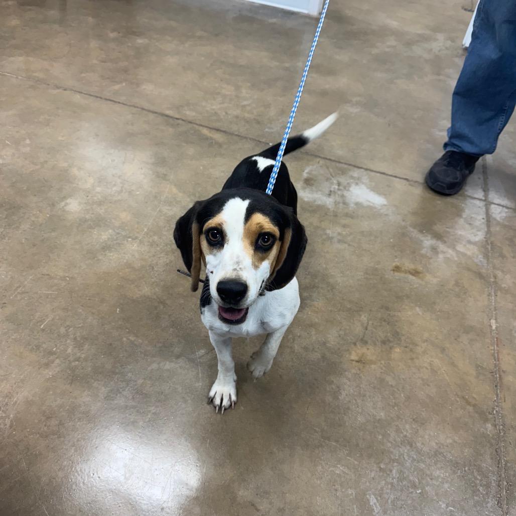Enlarge Lady, a Adoptable Beagle in Shelbyville, IL image 1/1
