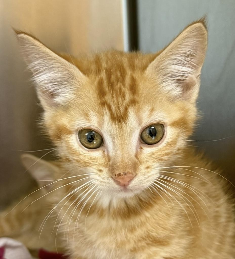 Glen, Adoptable, Kitten Male Domestic Short Hair.