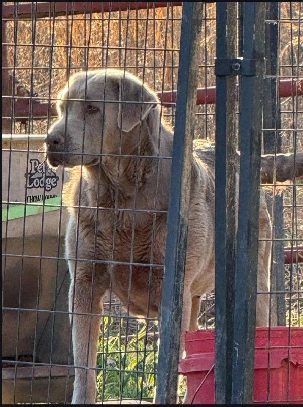 Mercedes ("Sadie"), Adopted, Young Female Labrador Retriever & Weimaraner.