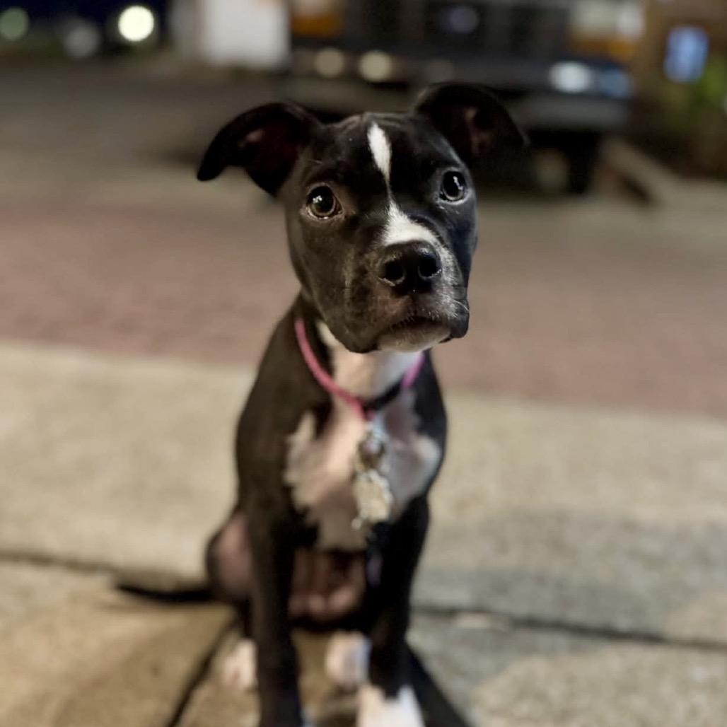 Enlarge Bo Peep, a Adoptable mixed breed in Duck River, TN image 1/6