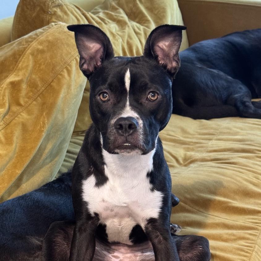 Enlarge Bo Peep, a Adoptable mixed breed in Duck River, TN image 4/6