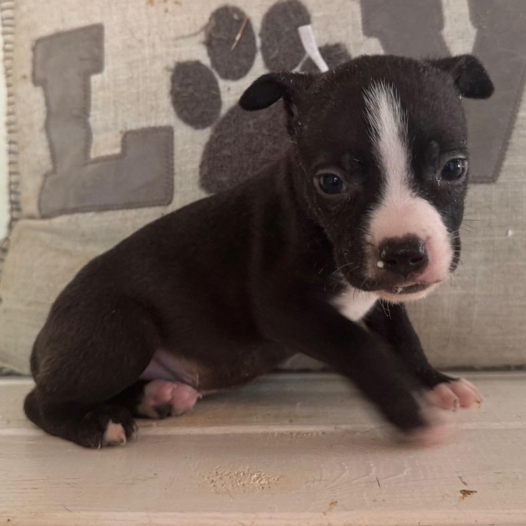 Enlarge Bo Peep, a Adoptable mixed breed in Duck River, TN image 5/6