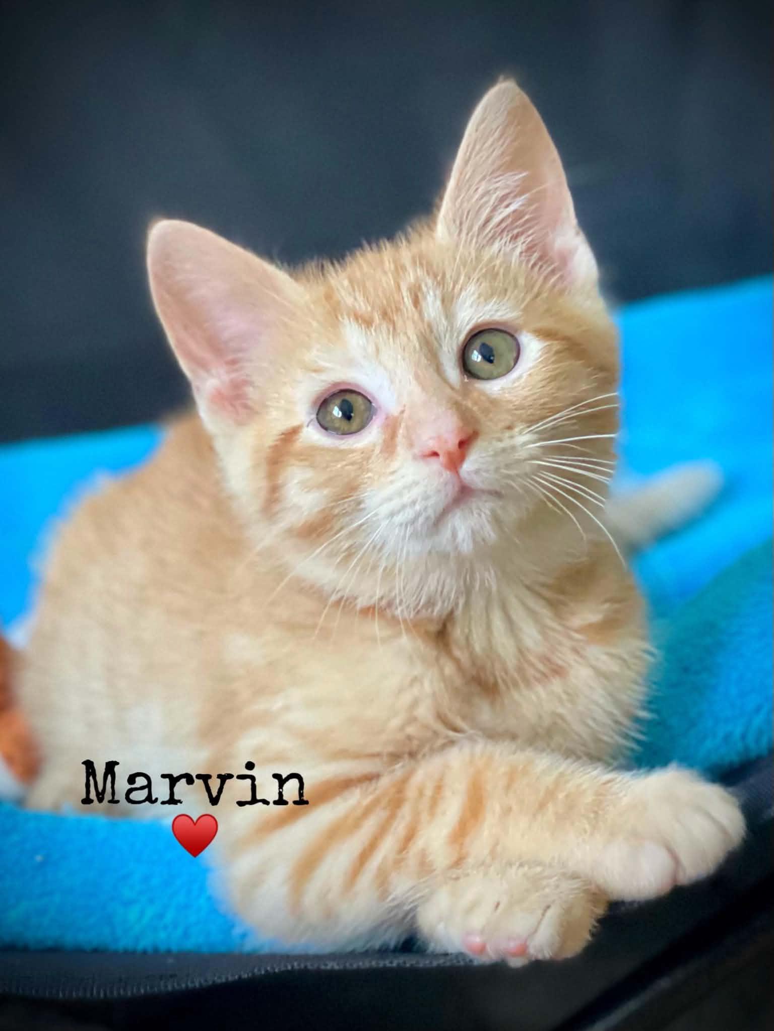 Enlarge Marvin, an adoptable Domestic Short Hair in Dansville, NY image 1/1