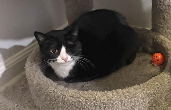 REIGN - ADOPTION PENDING