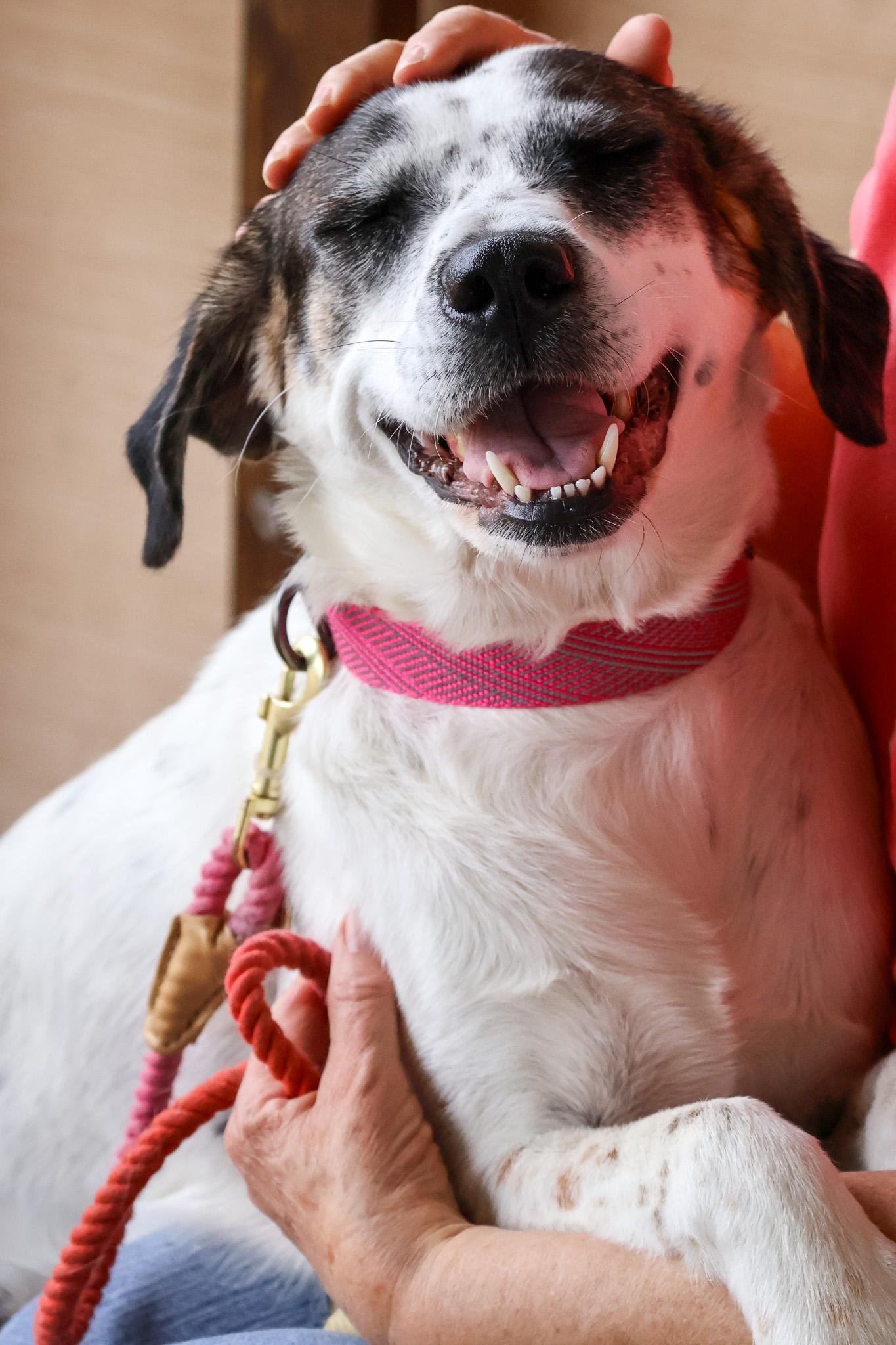 Enlarge Susie, an adopted mixed breed in Branson, MO image 2/4