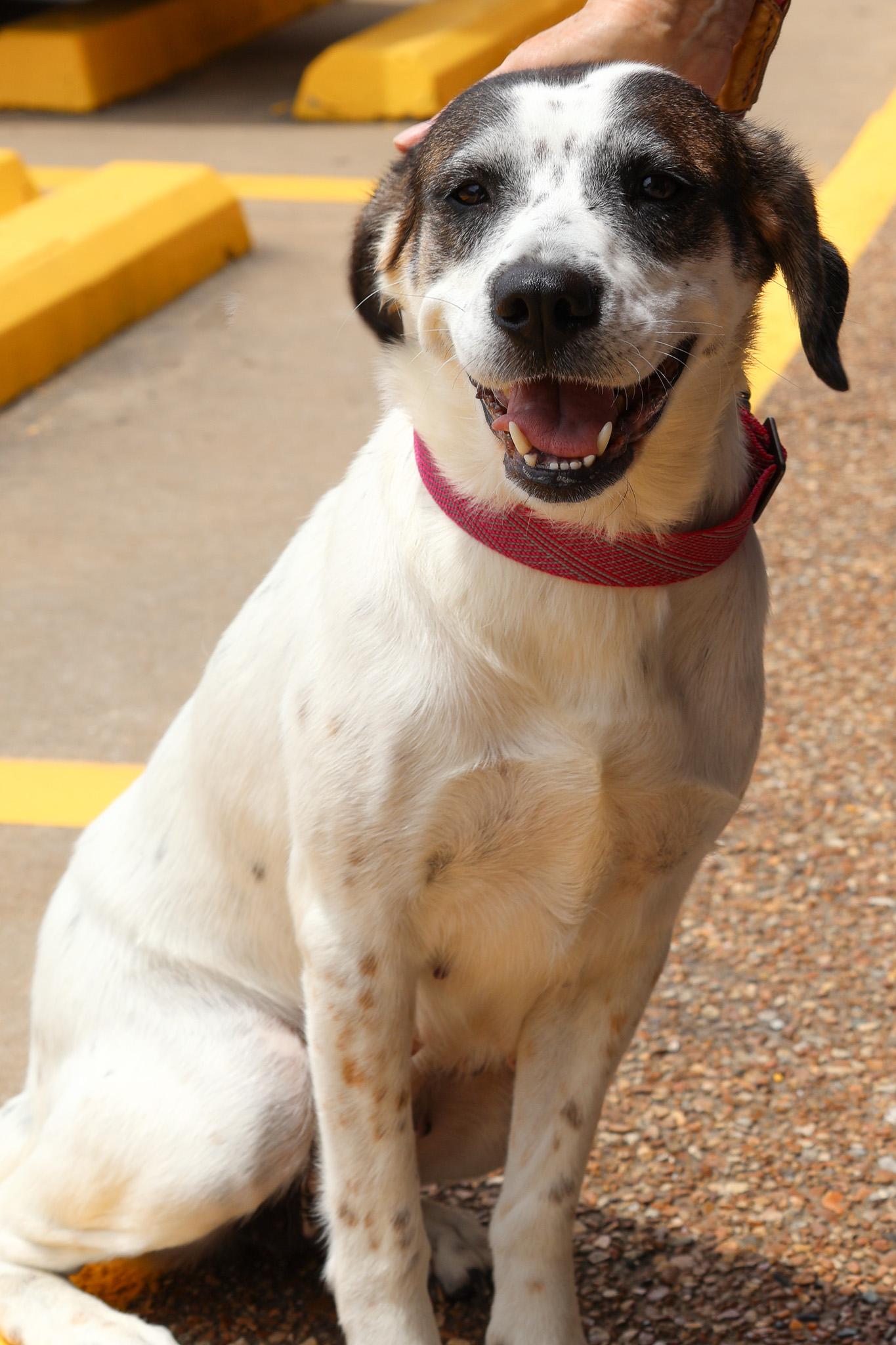 Enlarge Susie, an adopted mixed breed in Branson, MO image 1/4