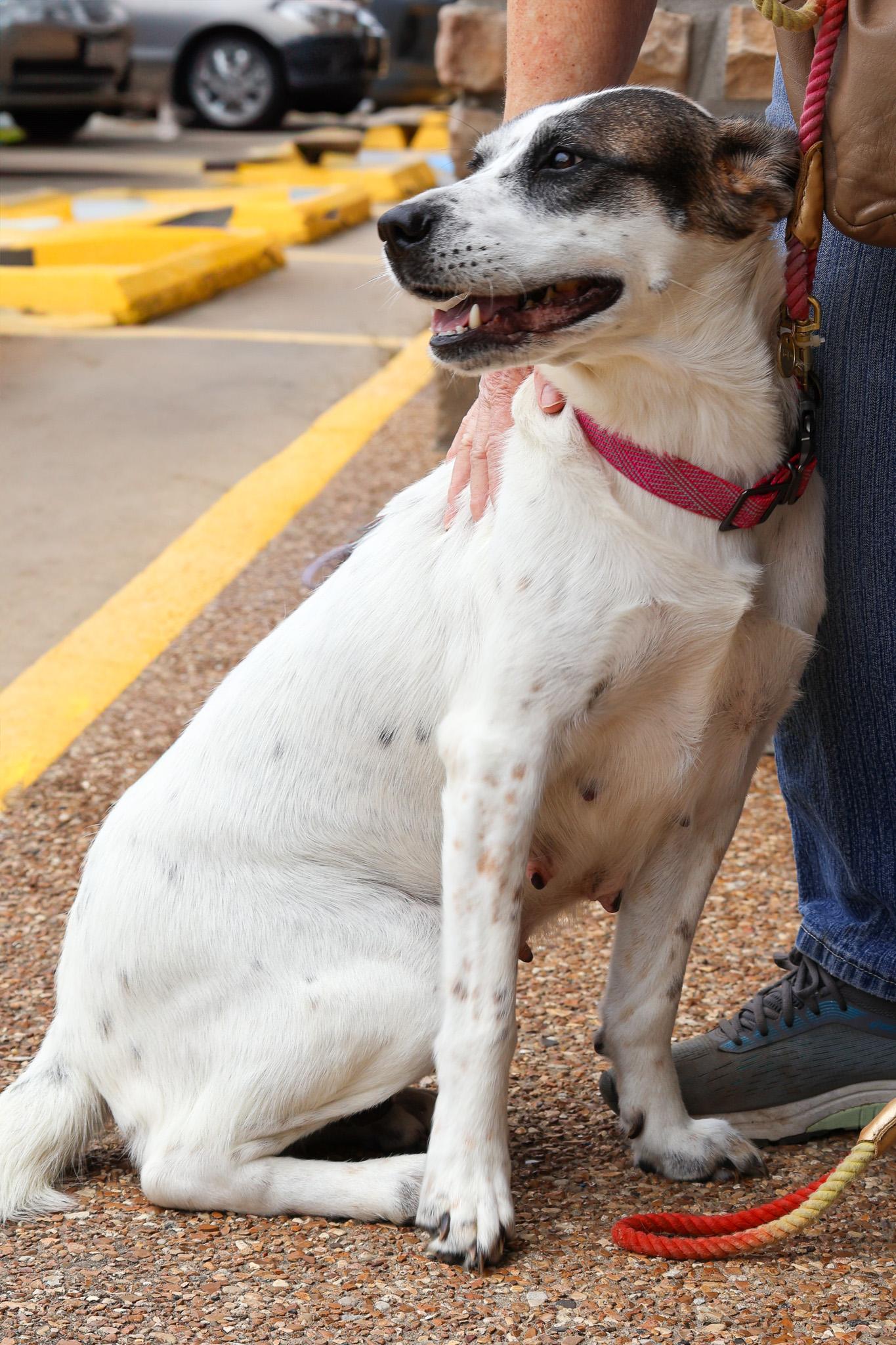 Enlarge Susie, an adopted mixed breed in Branson, MO image 4/4