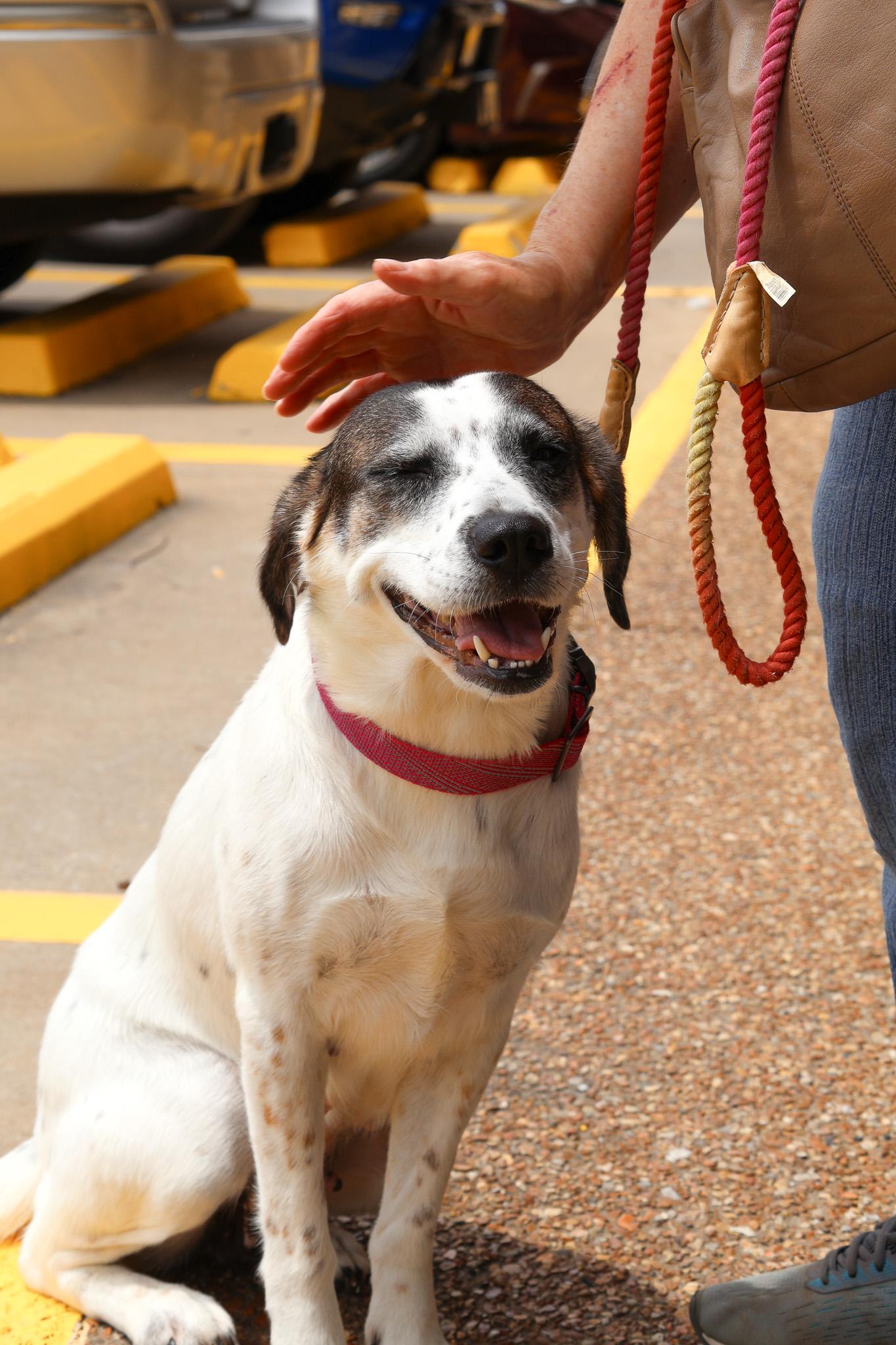Enlarge Susie, an adopted mixed breed in Branson, MO image 3/4