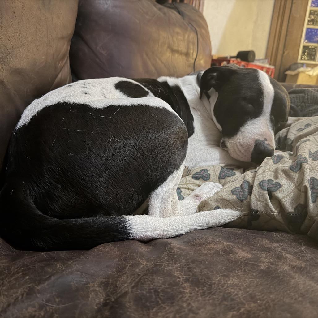 Gemma, Adoptable, Young Female Border Collie & Black Labrador Retriever.