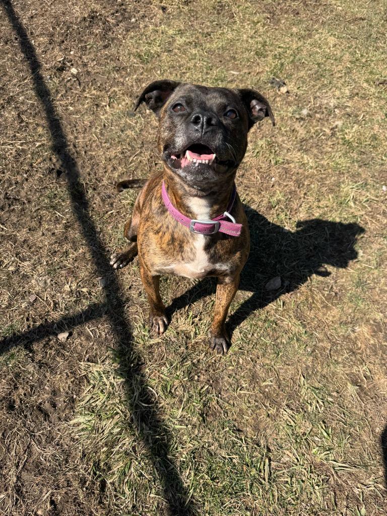 Enlarge Figgy Pudding, a Adoptable mixed breed in Marion, OH image 1/6