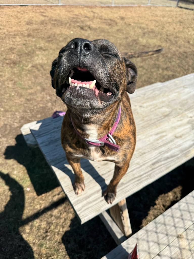 Enlarge Figgy Pudding, a Adoptable mixed breed in Marion, OH image 2/6