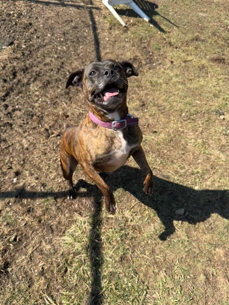 Enlarge Figgy Pudding, a Adoptable mixed breed in Marion, OH image 3/6