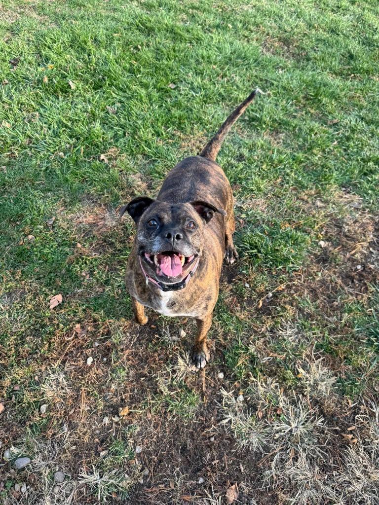 Enlarge Figgy Pudding, a Adoptable mixed breed in Marion, OH image 4/6