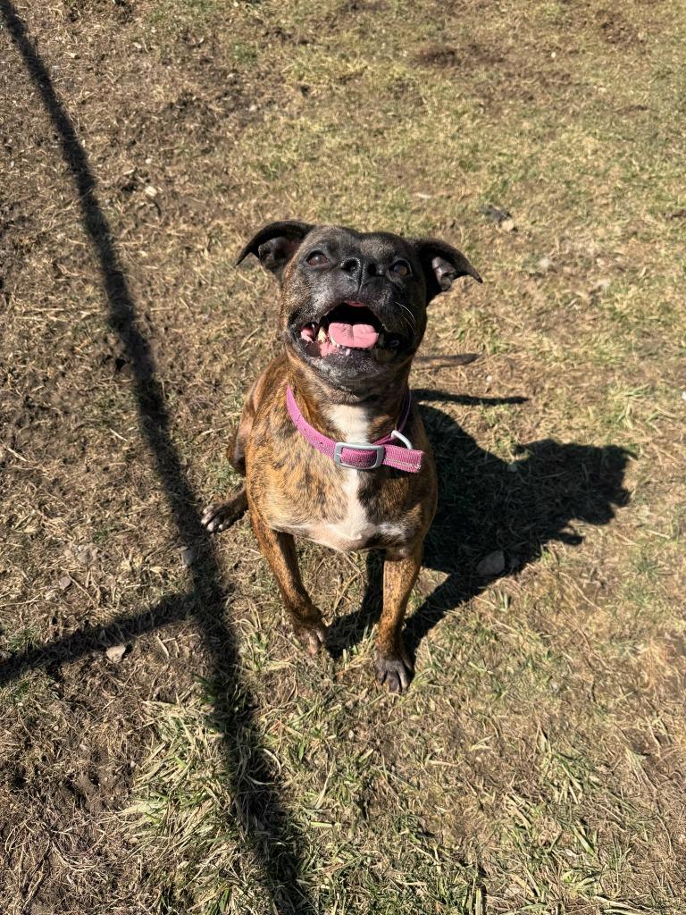 Enlarge Figgy Pudding, a Adoptable mixed breed in Marion, OH image 6/6