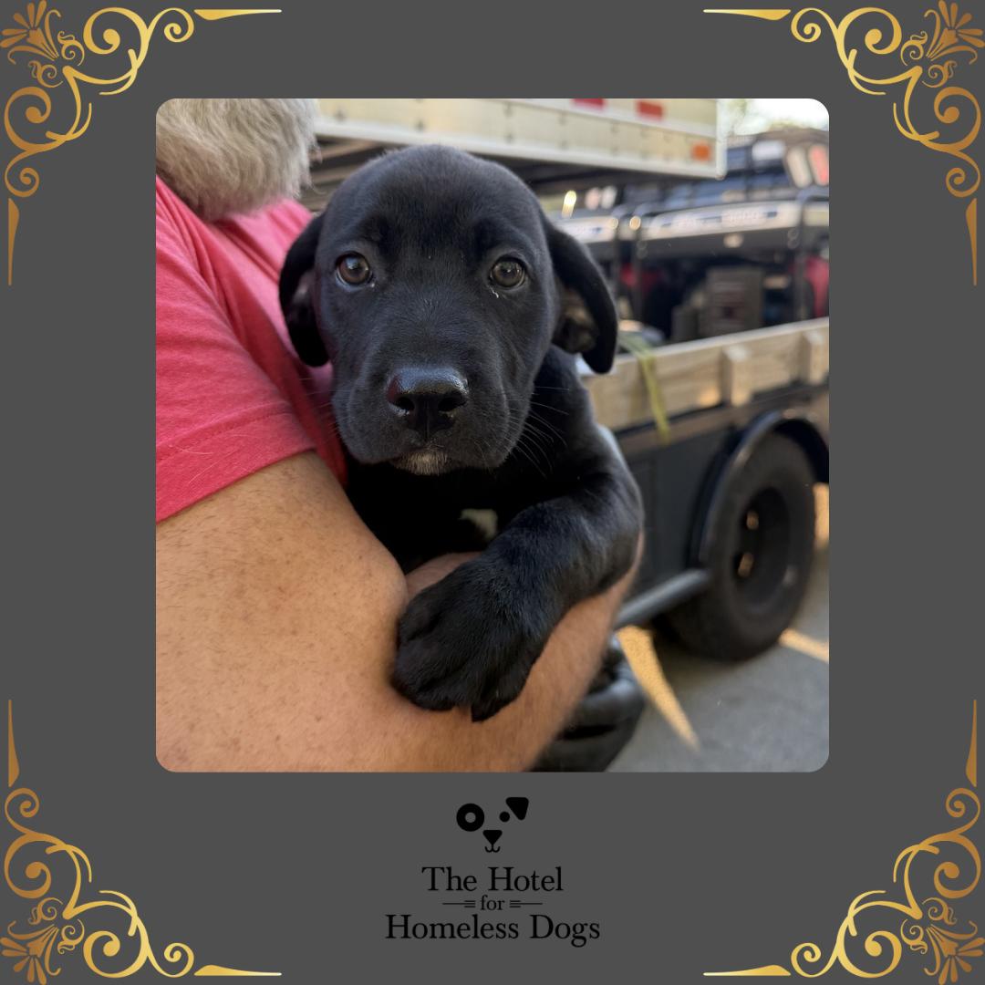 Timon, adopted, Puppy Male Labrador Retriever & American Staffordshire Terrier.