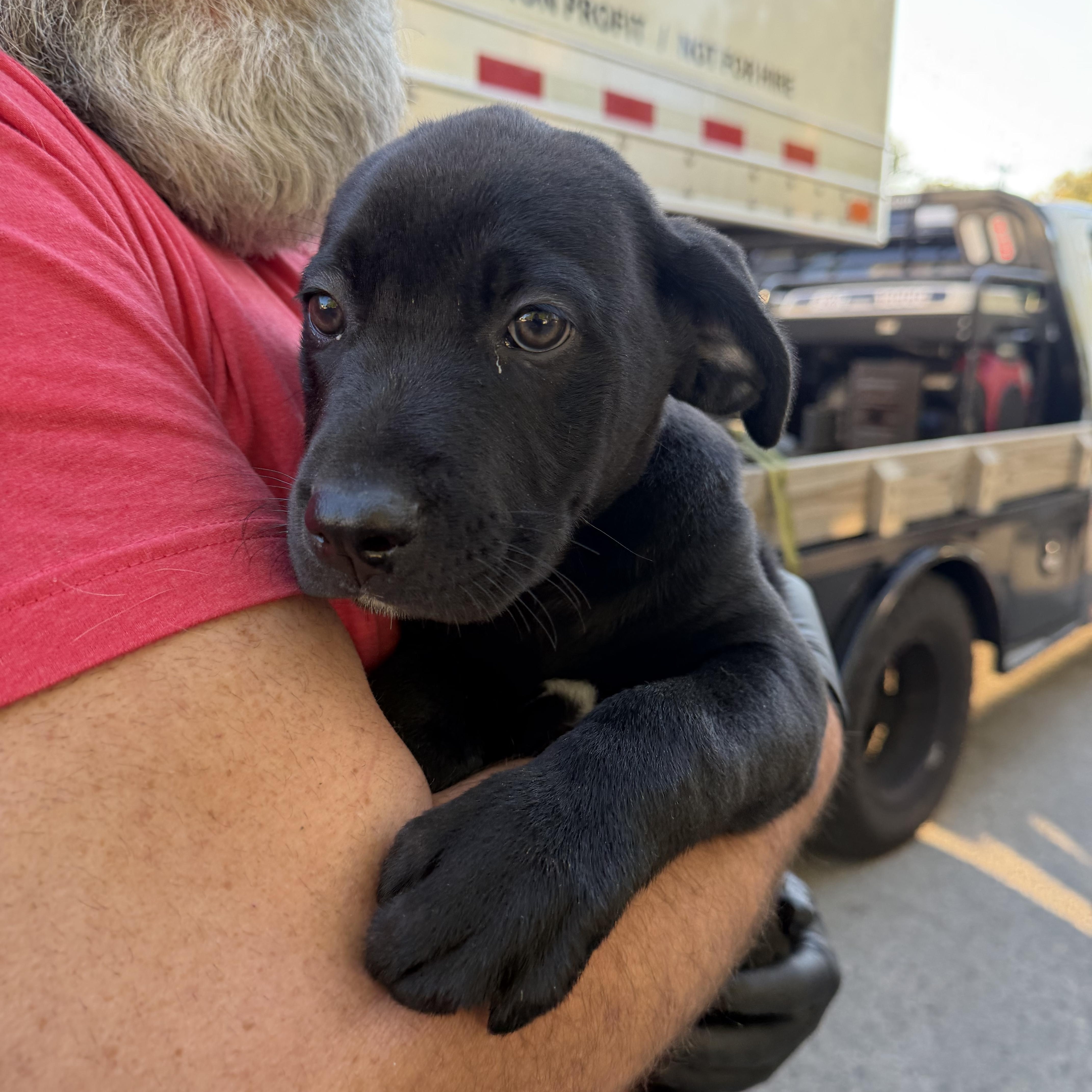 Timon, an adopted mixed breed in Cumberland, RI image 4/5
