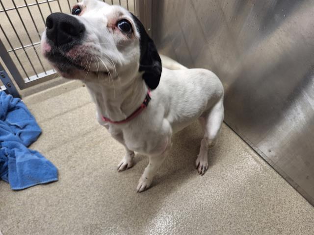 Enlarge ZIGGY, a Adoptable mixed breed in Grand Prairie, TX image 1/1