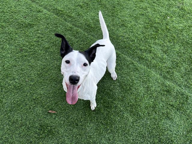 ZIGGY, Adoptable, Adult Female Dalmatian & Mixed Breed.
