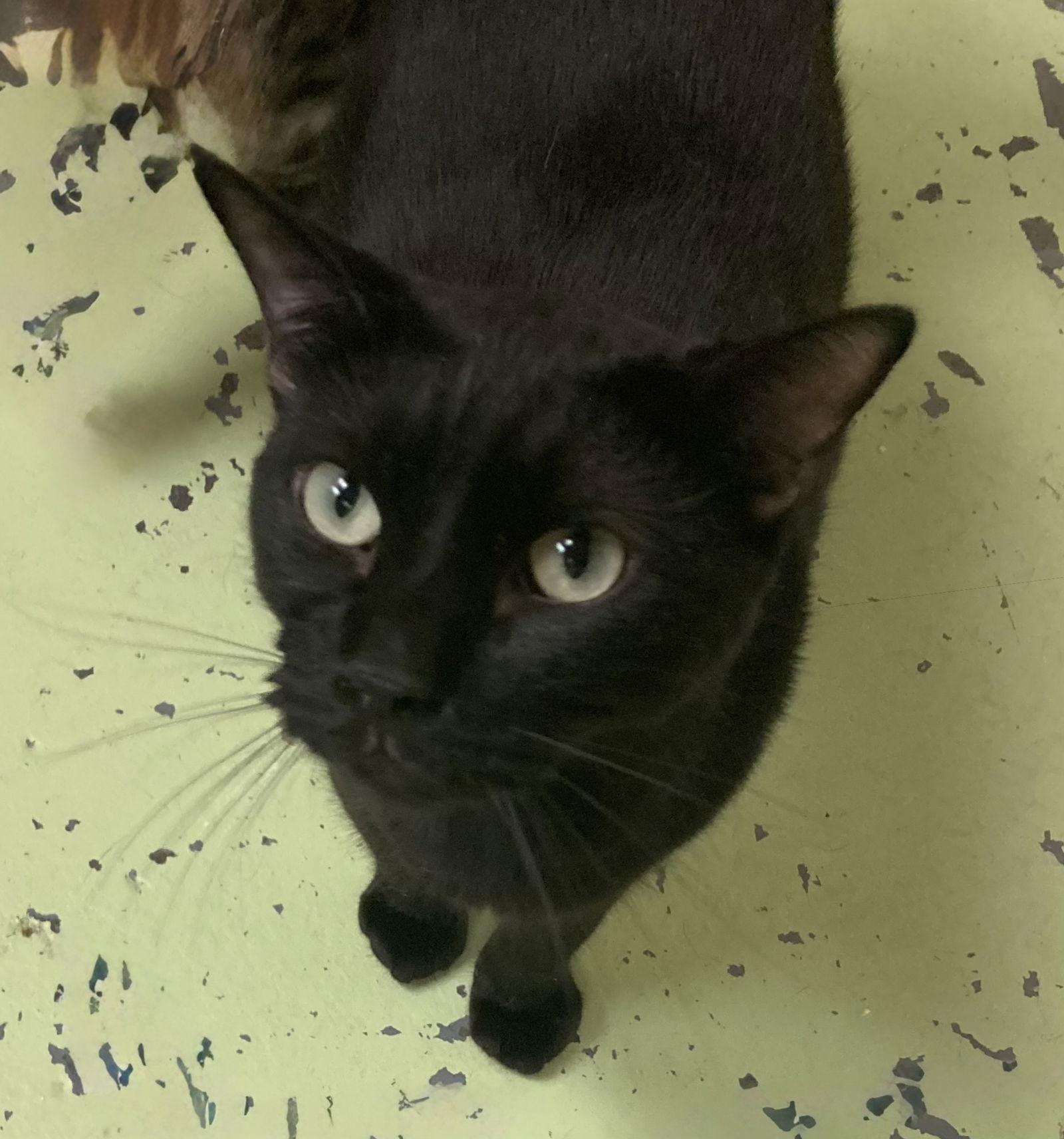 Tweedle Dee — thumbnail 2